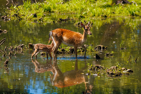 A deer and fawns in an enclosure in a zoo-landscape park on a summer dayの写真素材