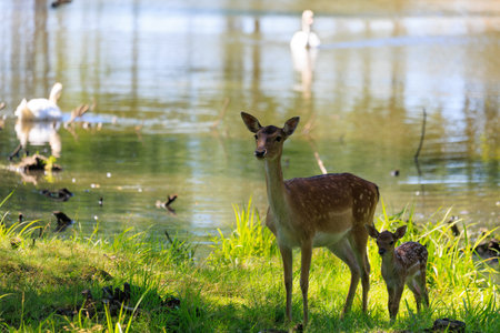A deer and fawns in an enclosure on a summer dayの写真素材