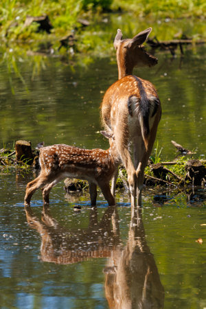 A deer and fawns in a forestの写真素材