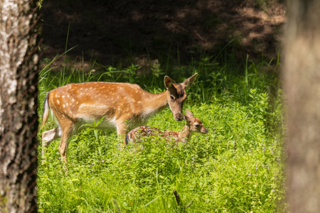 A deer and fawns in a forest and a parkの写真素材