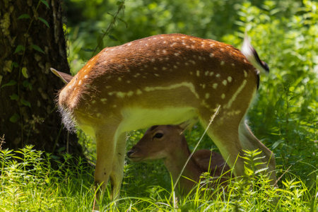 A deer and fawns in a forestの写真素材