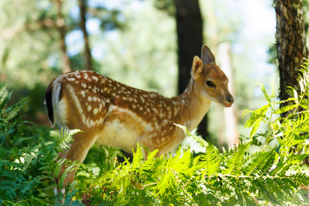 A deer and fawns in a forest and a parkの写真素材