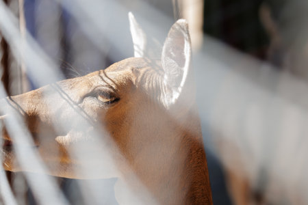 A deer and fawns in a forest and a park on a summer dayの写真素材