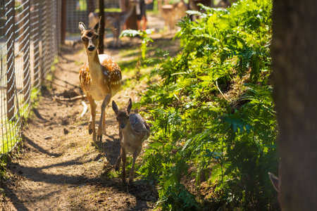 A deer and fawns in a forestの写真素材