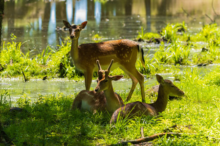 A deer and fawns in a forest on a summer day