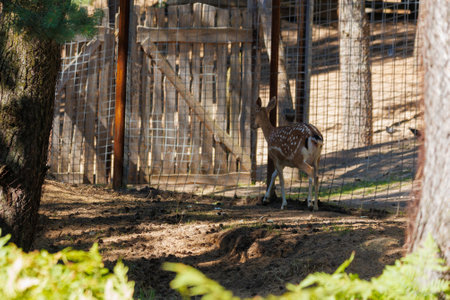 A deer in a forest and a parkの写真素材