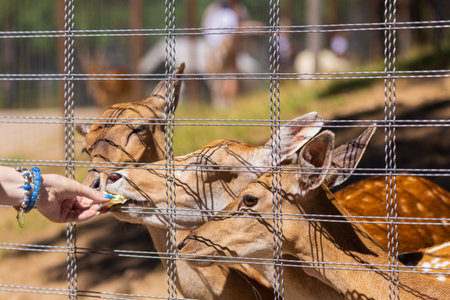 A deer and fawns in an enclosure in a zoo-landscape park on a summer dayの写真素材