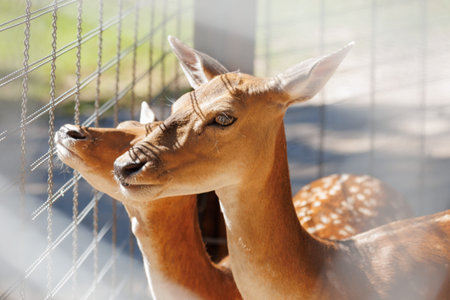 A deer and fawns in an enclosure in a zoo-landscape park on a summer dayの写真素材