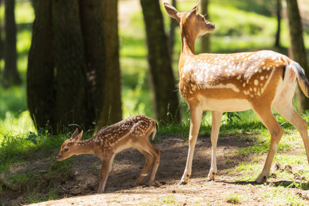 A deer and fawns in a forest and a parkの写真素材