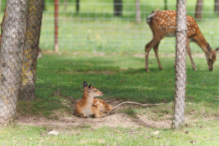A deer and fawns in a parkの写真素材