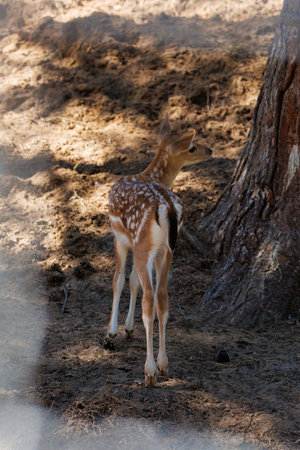 A deer and fawns in a forestの写真素材