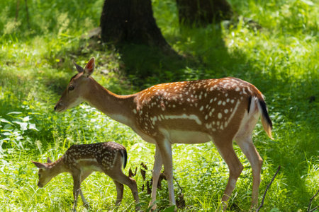A deer and fawns in a forest and a parkの写真素材