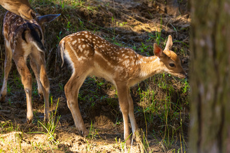 A deer and fawns in a forest and a parkの写真素材