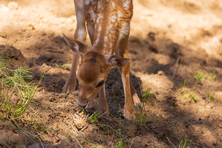 A deer and fawns in a forest and a parkの写真素材