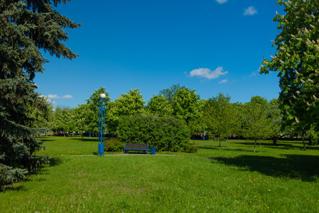 Wooden benches and chaise lounges for rest in the park, public placesの写真素材