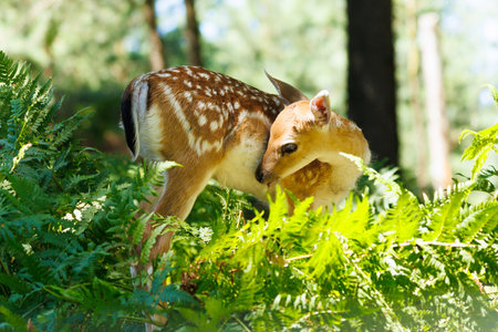 A deer and fawns in a forest and a parkの写真素材