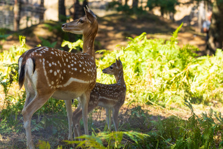 A deer and fawns in a forest and a parkの写真素材