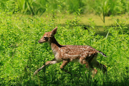 A deer and fawns in a forest and a parkの写真素材