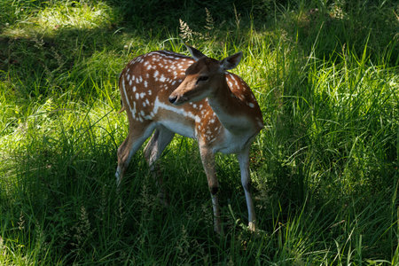 A deer and fawns in a forest and a parkの写真素材