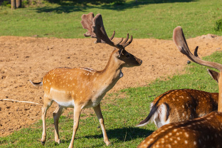 A deer and fawns in a forest and a parkの写真素材