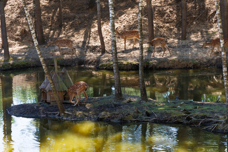 A deer and fawns in a forest and a parkの写真素材