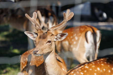 A deer and fawns in a forest and a parkの写真素材