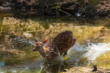 A deer and fawns in a forest and a parkの写真素材