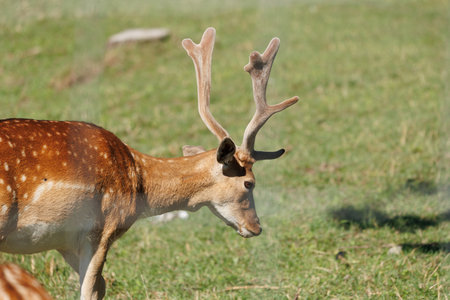 A deer and fawns in a forest and a parkの写真素材