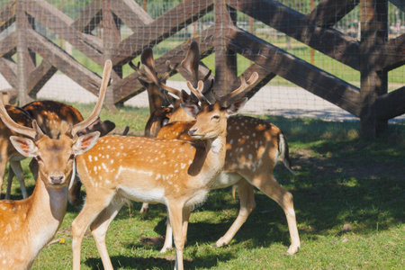 A deer and fawns in a forest and a parkの写真素材