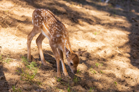 A deer and fawns in a forestの写真素材
