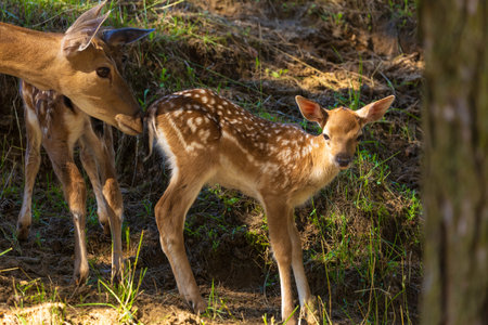 A deer and fawns in a forest and a parkの写真素材