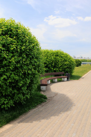 Wooden benches for rest in the park, public placesの写真素材