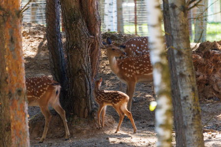 A deer and fawns in a forest and a parkの写真素材