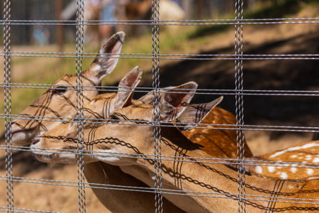 A deer and fawns in an enclosure in a zoo-landscape park on a summer dayの写真素材