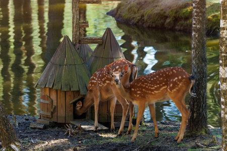 A deer and fawns in an enclosure in a zoo-landscape park on a summer day