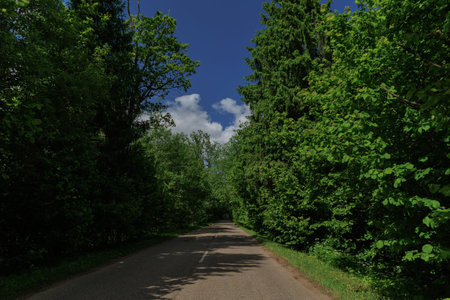 Road view on a summer day. Highways, roadside and white road line markings.
