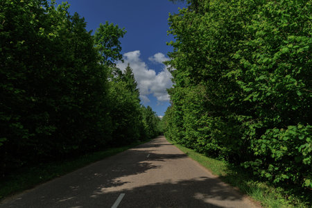 Road view on a summer day. Highways, roadside and white road line markings.
