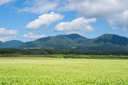 Soba Flower and Hiruzen (Hiruzen area, Maniwa City, Okayama Prefecture)の写真素材