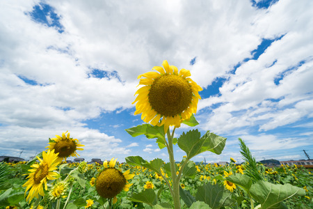 Sunflower (Takamatsu city, Kagawa Prefecture)の写真素材