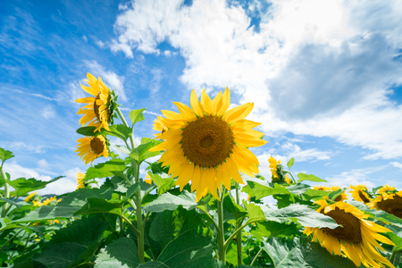 Sunflower field Kagawa Prefecture Manno townの写真素材