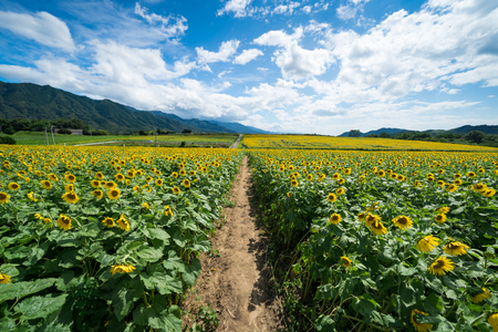 Sunflower field Kagawa Prefecture Manno townの写真素材