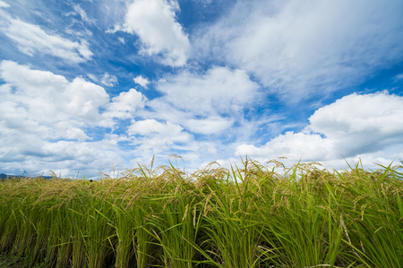 Rice field and skyの写真素材