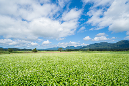 Soba Flower and Hiruzen (Hiruzen area, Maniwa City, Okayama Prefecture)の写真素材