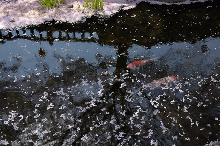 A brook and a carp with cherry blossom petals floatingの写真素材