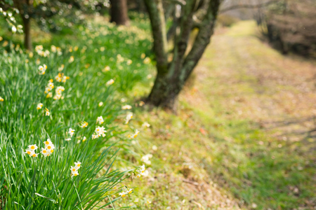 Narcissus flowers blooming on a pathの写真素材
