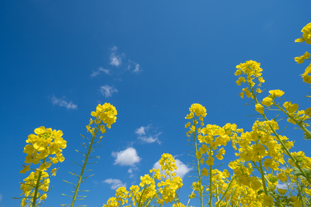 Rape blossom and blue sky.の写真素材