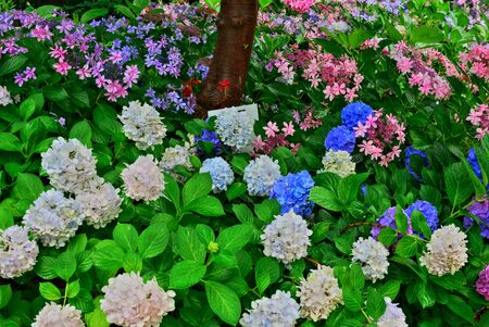 hydrangea. Rainy seasonの写真素材