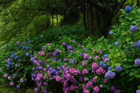 Hydrangea (Sakaide City, Kagawa Prefecture)の写真素材