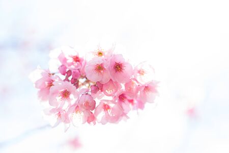 Cherry Blossoms. High keyの写真素材