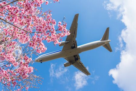 Cherry Blossoms. Jet airlinerの写真素材